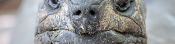 La tortue de siège, la monture de combat à 2 places